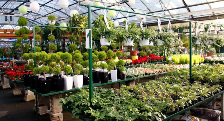 Hiring Workers in Flowers Factory in Spalding UK