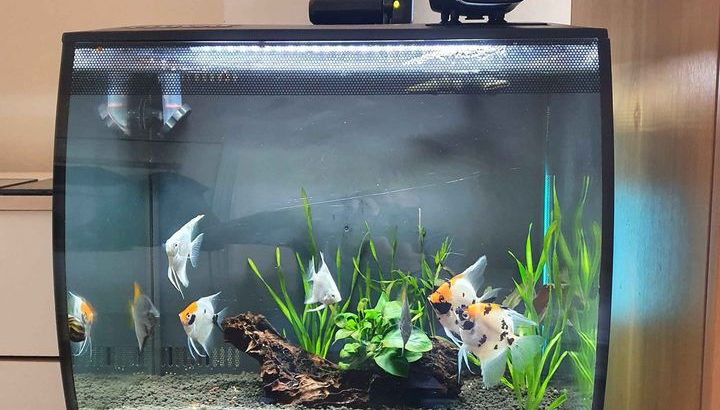 Fully Equipped Aquarium Fluval 57L for Sale in London